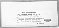 Phyllosticta lathyrina image